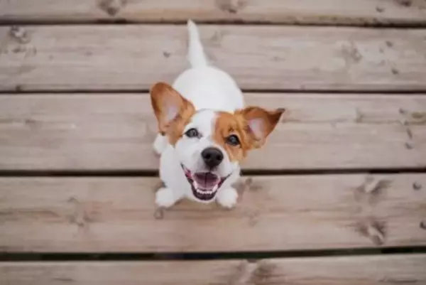 犬が『嬉しそうな顔』をしているときの心理3つ　笑顔の本当の意味や注意点まで解説