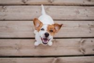 犬が『嬉しそうな顔』をしているときの心理3つ　笑顔の本当の意味や注意点まで解説