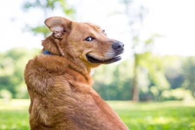 犬が『嬉しそうな顔』をしているときの心理3つ　笑顔の本当の意味や注意点まで解説
