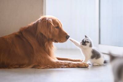 犬の性格が突然変わってしまうのはなぜ？主な原因や飼い主がすべき適切な対応まで