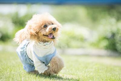 犬の性格が突然変わってしまうのはなぜ？主な原因や飼い主がすべき適切な対応まで