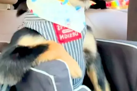 助手席で震える『車が苦手な犬』→1年後、慣れ過ぎてしまい…まさかの『姿勢と表情』に爆笑「なんか貫禄あって草」「堂々たる振る舞いｗｗ」