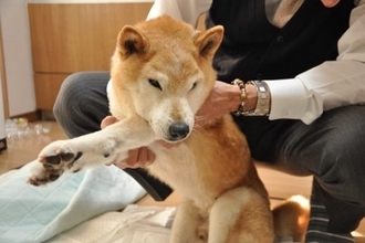 老犬が『お漏らししてしまう』4つの理由　病気の可能性や飼い主がすべき対策まで