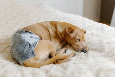 老犬が『お漏らししてしまう』4つの理由　病気の可能性や飼い主がすべき対策まで