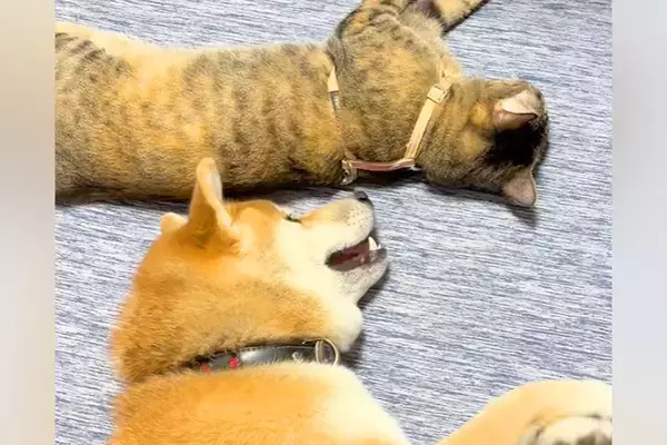 『床で寝転んでいる猫』と『どうしても構ってほしい犬』→種族の壁を超えた『愛おしすぎるアピール』が57万再生「幸せそう」「面倒見よすぎ」