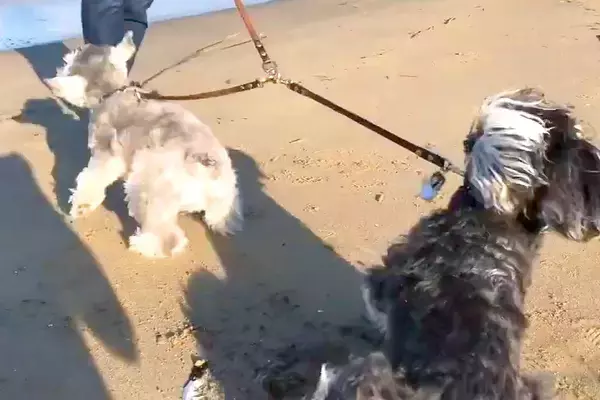 海に遊びにきた2匹の犬→波打ち際に近づいてみたら…対照的すぎる『お互いのリアクション』が微笑ましい反響「めちゃ可愛い」「ニヤニヤする」