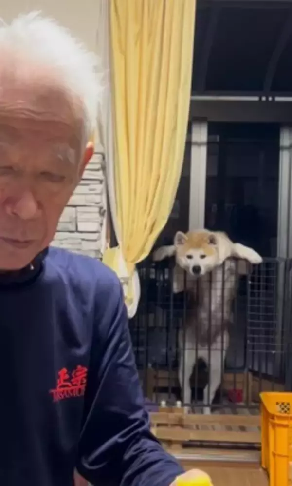 おじいちゃんがサツマイモを食べていたら、秋田犬が…思った以上に『ガン見している光景』が127万再生「うしろうしろー！」「圧凄くて草」