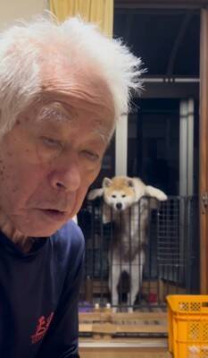 おじいちゃんがサツマイモを食べていたら、秋田犬が…思った以上に『ガン見している光景』が127万再生「うしろうしろー！」「圧凄くて草」