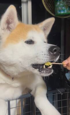 おじいちゃんがサツマイモを食べていたら、秋田犬が…思った以上に『ガン見している光景』が127万再生「うしろうしろー！」「圧凄くて草」