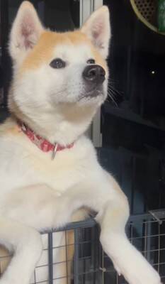 おじいちゃんがサツマイモを食べていたら、秋田犬が…思った以上に『ガン見している光景』が127万再生「うしろうしろー！」「圧凄くて草」