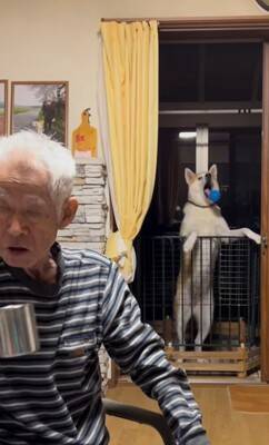 おじいちゃんがサツマイモを食べていたら、秋田犬が…思った以上に『ガン見している光景』が127万再生「うしろうしろー！」「圧凄くて草」