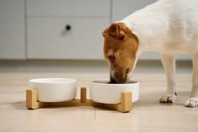 犬に『白菜』を食べさせても問題ない？愛犬に与えるメリットや適切な量、注意点まで解説