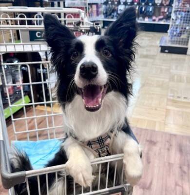 頭痛改善のため、頭に冷却シートを貼った結果→犬が…辛辣すぎる『まさかのリアクション』に3万いいね「思った以上にドン引きしてて草」「顔ｗ」