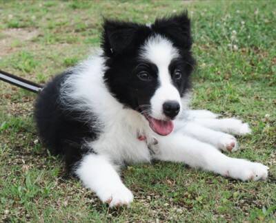 頭痛改善のため、頭に冷却シートを貼った結果→犬が…辛辣すぎる『まさかのリアクション』に3万いいね「思った以上にドン引きしてて草」「顔ｗ」