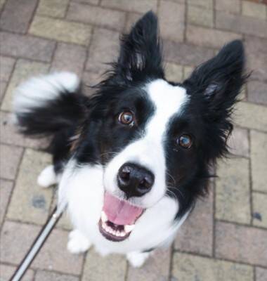 頭痛改善のため、頭に冷却シートを貼った結果→犬が…辛辣すぎる『まさかのリアクション』に3万いいね「思った以上にドン引きしてて草」「顔ｗ」