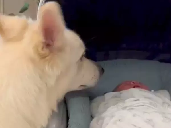 赤ちゃんが泣いたのを見た犬→明らかに心配そうな様子で…まるで本当のお兄ちゃんのような『素敵な行動』に反響「優しい…」「見守ってくれてる」