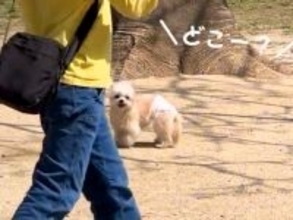 ドッグランで迷子になった犬→必死に飼い主を探して…応援したくなる『一生懸命な光景』に反響「お辞儀？」「私のところにも間違えて来てほしい」