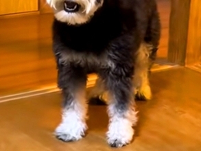 犬の前で初めて『パック』をした飼い主→見た瞬間に…警戒しすぎた『まさかの表情』が3万再生「まさに開いた口が塞がらないｗ」「可愛すぎ」