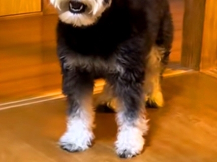 犬の前で初めて『パック』をした飼い主→見た瞬間に…警戒しすぎた『まさかの表情』が3万再生「まさに開いた口が塞がらないｗ」「可愛すぎ」