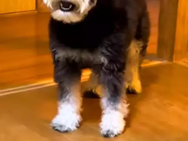 犬の前で初めて『パック』をした飼い主→見た瞬間に…警戒しすぎた『まさかの表情』が3万再生「まさに開いた口が塞がらないｗ」「可愛すぎ」