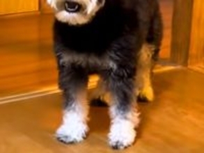 犬の前で初めて『パック』をした飼い主→見た瞬間に…警戒しすぎた『まさかの表情』が3万再生「まさに開いた口が塞がらないｗ」「可愛すぎ」