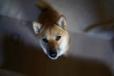 犬が『早起き』な理由4つ　毎朝、飼い主を起こしてくるのはなぜ？対処法まで解説
