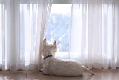 犬が『早起き』な理由4つ　毎朝、飼い主を起こしてくるのはなぜ？対処法まで解説