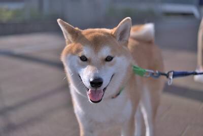 犬が『早起き』な理由4つ　毎朝、飼い主を起こしてくるのはなぜ？対処法まで解説