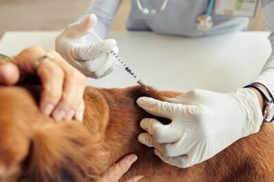 『病院が苦手な犬』がみせる行動５選　嫌いになってしまう原因やポジティブな印象をもってもらうためにできることまで