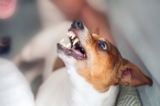 犬が突然『攻撃的』になるのはなぜ？4つの理由や飼い主がしてはいけないNG対応まで
