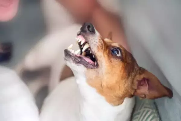 犬が突然『攻撃的』になるのはなぜ？4つの理由や飼い主がしてはいけないNG対応まで