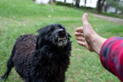 犬が突然『攻撃的』になるのはなぜ？4つの理由や飼い主がしてはいけないNG対応まで