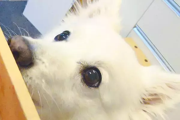 『イチゴが入ったダンボール』を眺める犬→『変な音がするな』と思ったら…想定外だった『衝撃の光景』に7万いいね「知能犯で草」「笑ったｗ」