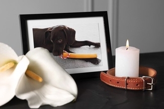 愛犬が亡くなった後、お盆の迎え方とは？どのように過ごすべきなの？知っておいた方がいい供養方法まで