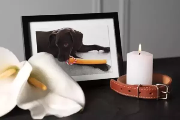愛犬が亡くなった後、お盆の迎え方とは？どのように過ごすべきなの？知っておいた方がいい供養方法まで