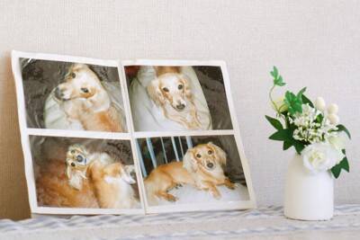 愛犬が亡くなった後、お盆の迎え方とは？どのように過ごすべきなの？知っておいた方がいい供養方法まで
