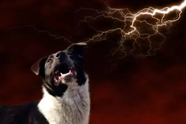 犬の『トラウマ』となる4つの原因　愛犬が不安を感じてしまう出来事とは？