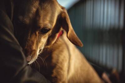 犬の『トラウマ』となる4つの原因　愛犬が不安を感じてしまう出来事とは？