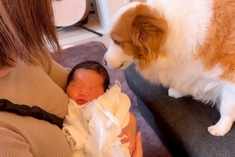 『赤ちゃん』を初めて見た犬→まさかの『母性』が爆発してしまい…とんでもなく尊い光景が191万再生「愛情深くて泣いた」「優しさに溢れてる」