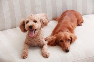 犬同士が『そっくりな体勢』で過ごす心理4選　似てしまうのはなぜ？同じ行動を取る理由とは