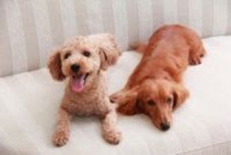 犬同士が『そっくりな体勢』で過ごす心理4選　似てしまうのはなぜ？同じ行動を取る理由とは