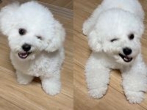 毎日『険しい表情』をする犬→心配で病院を受診したら…獣医師に告げられた『まさかの診断結果』に3万いいね「そんなことあるのｗ」「たけし犬」