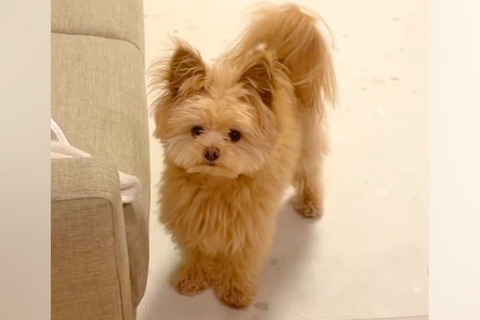 犬に『伏せ』と指示したら→自信満々で見せた『思っているのと違う体勢』になる光景が184万再生「菜々緒で草」「可愛いので正解！」と絶賛