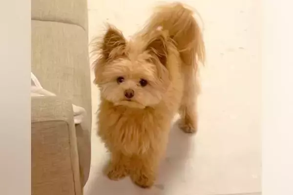 犬に『伏せ』と指示したら→自信満々で見せた『思っているのと違う体勢』になる光景が184万再生「菜々緒で草」「可愛いので正解！」と絶賛