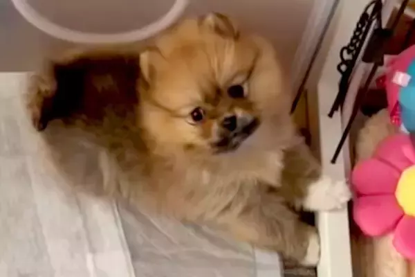 一目惚れした『セーブルカラーの赤ちゃん犬』を飼った結果→想像と違いすぎる『まさかの成長』が8万再生「元の色どこ行ったｗ」「キツネ？」