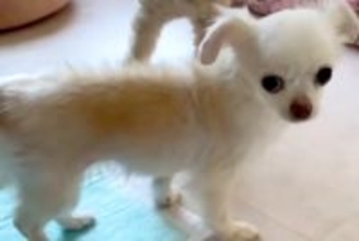 『うんちを踏むから』と飼育放棄されたガリガリ犬…言葉を失う『過酷な経緯』と『保護後の変化』に胸打たれると反響「涙止まらん」「表情が違う」