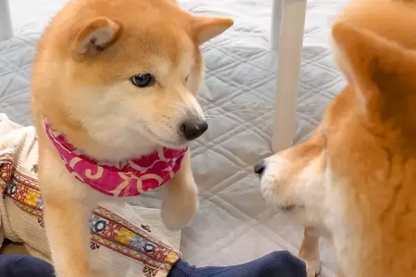 弟犬にパンチされたワンコ→『兄犬がやった』と勘違いし、ブチギレて…『コントのような光景』に爆笑「めっちゃ怒ってて草」「とばっちりｗｗ」