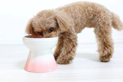 犬が『このご飯嫌い』と言っている仕草や行動５選　愛犬が偏食になってしまう原因とは？