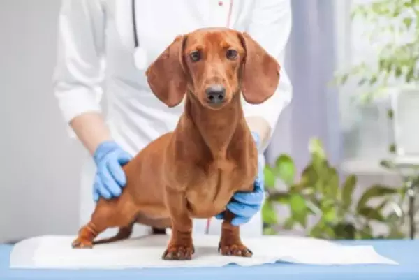 人間の常識は通用しない？！ダックスフンドに多い『犬の円形脱毛症』の真実【獣医師執筆】