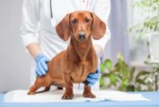 人間の常識は通用しない？！ダックスフンドに多い『犬の円形脱毛症』の真実【獣医師執筆】